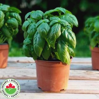 Patio Prospera Organic Basil Thumbnail